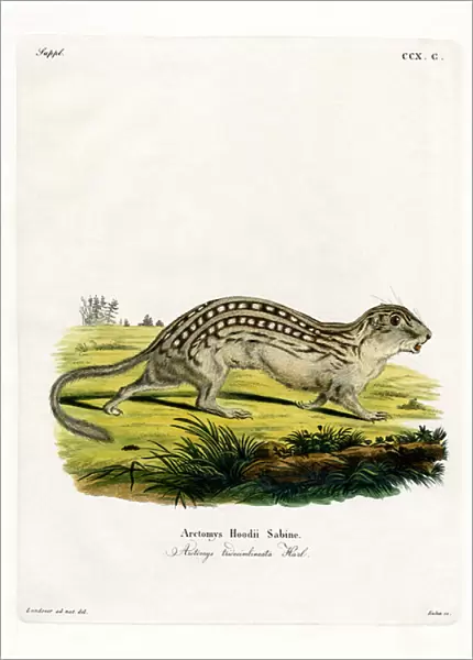 Thirteen-lined Ground Squirrel (coloured engraving)