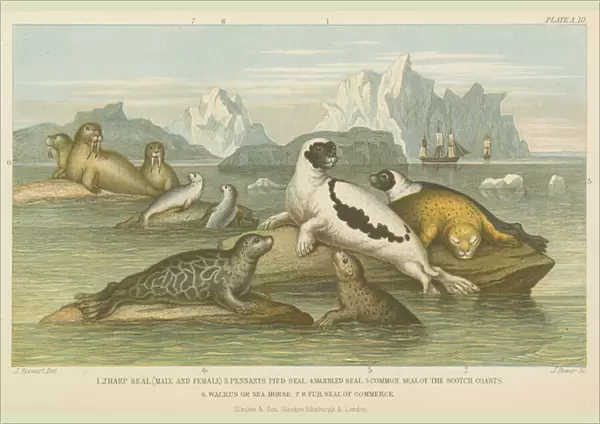 Seals (coloured engraving)