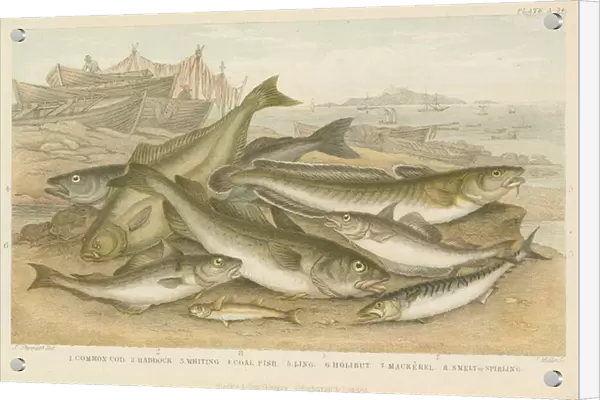 Ocean fish (coloured engraving)