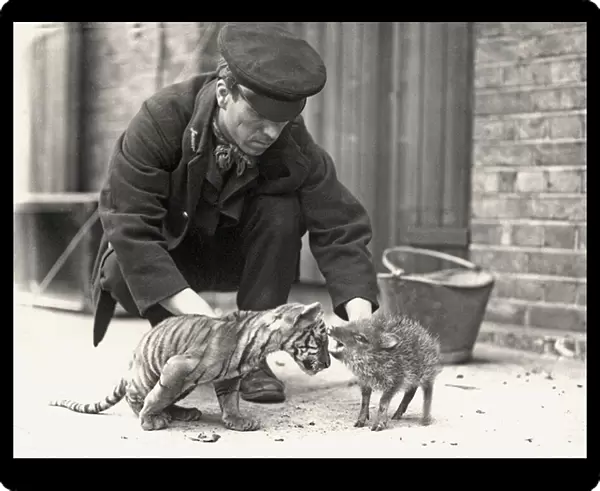 Keeper, H. Warwick, with a tiger cub and a peccary, taken at ZSL London Zoo