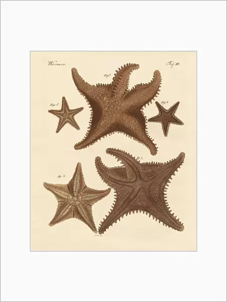Starfish (coloured engraving)