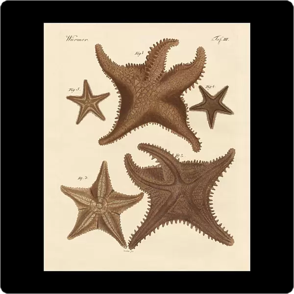 Starfish (coloured engraving)