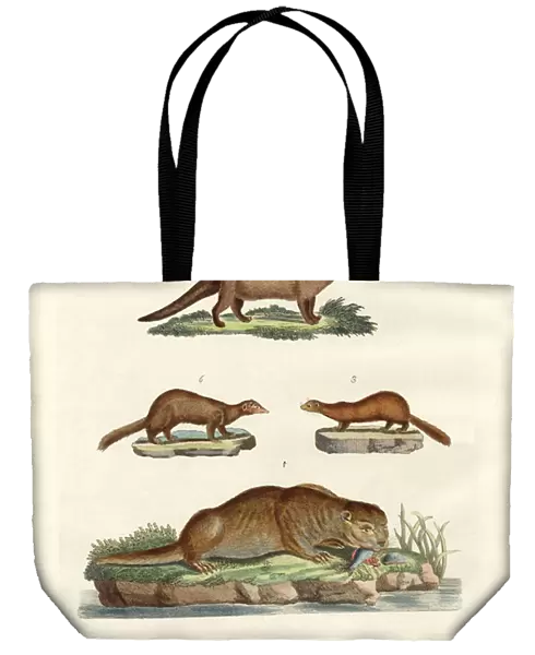 Kinds of otters and marten (coloured engraving)