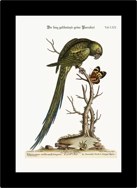 The Long-tailed Green Parrakeet, 1749-73 (coloured engraving)