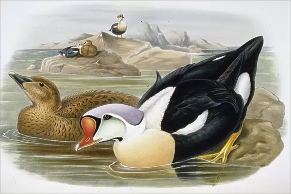 King Duck (Somateria Spectabilis) (hand-coloured litho)