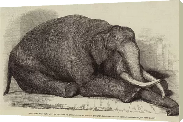 The Dead Elephant at the Gardens of the Zoological Society, Regent s-Park (engraving)