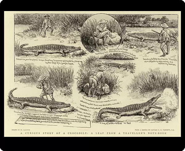 A Curious Story of a Crocodile, a leaf from a Travellers Note-Book (litho)