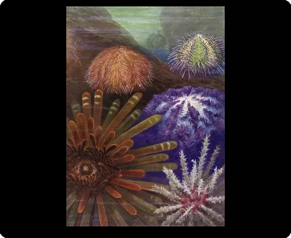 Some Sea Urchins (colour litho)
