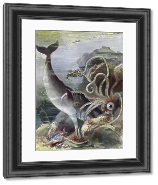 A Sperm Whale Attacking a Giant Squid (colour litho)