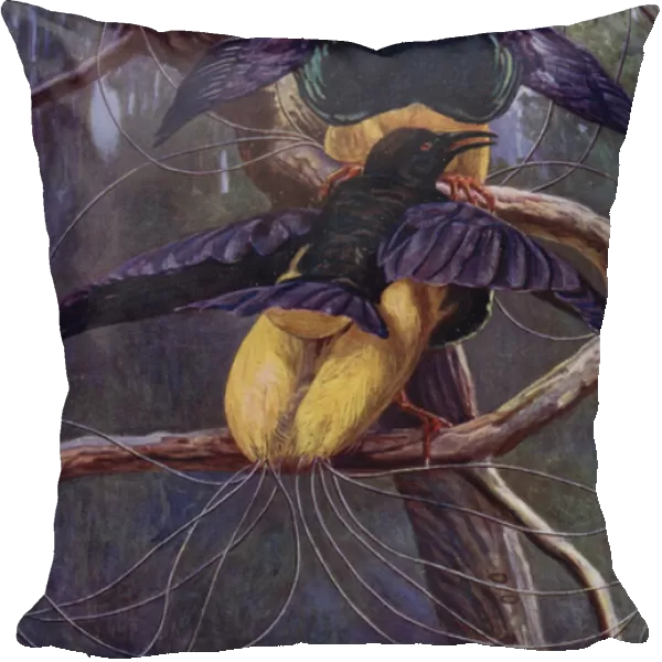The Purple and Gold Bird of Paradise (colour litho)