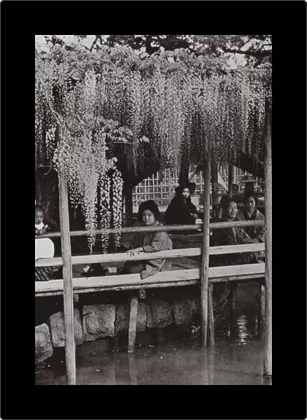 A Wistaria Arbour at Kameido (b  /  w photo)
