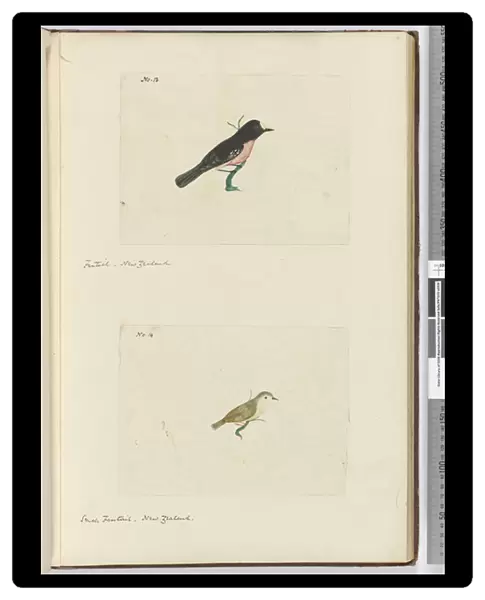 F. 13 Fantail. New Zealand  /   /  F. 14 Small fantail. New Zealand, 1772-75 (w  /  c)