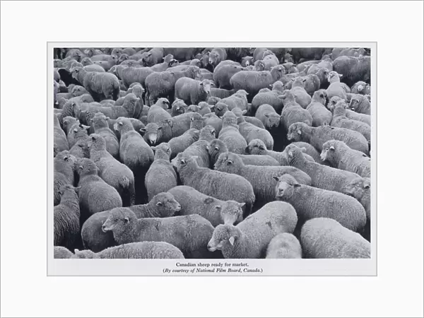 Canadian sheep ready for market (b  /  w photo)