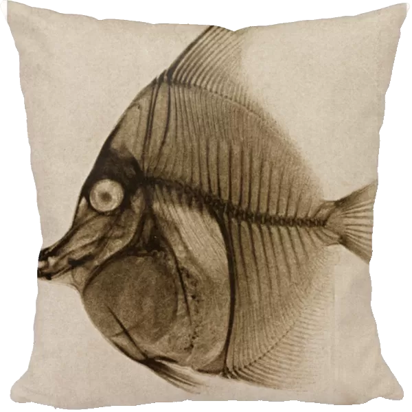 X Ray of a fish c. 1890