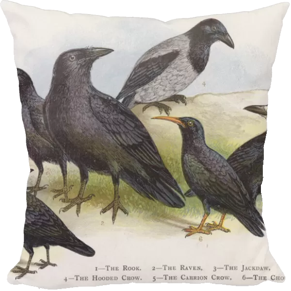 The Rook, The Raven, The Jackdaw, The Hooded Crow, The Carrion Crow, The Chough (chromolitho)