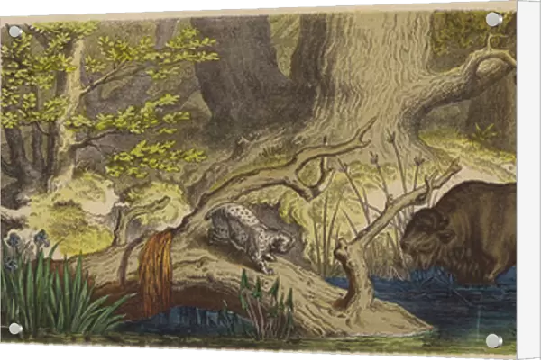 Forest in Lithuania (coloured engraving)