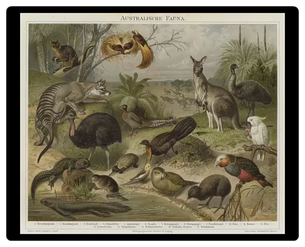 Australasian fauna (colour litho)