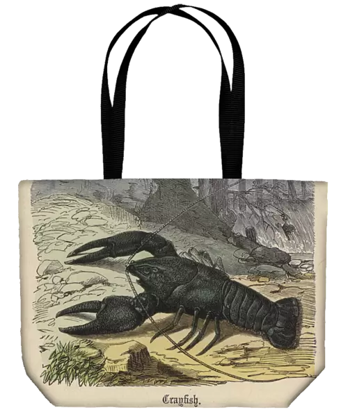 Crayfish (coloured engraving)