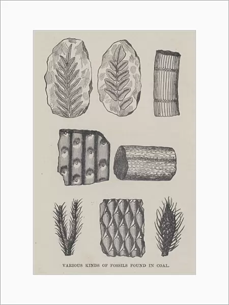 Various kinds of fossils found in coal (litho)