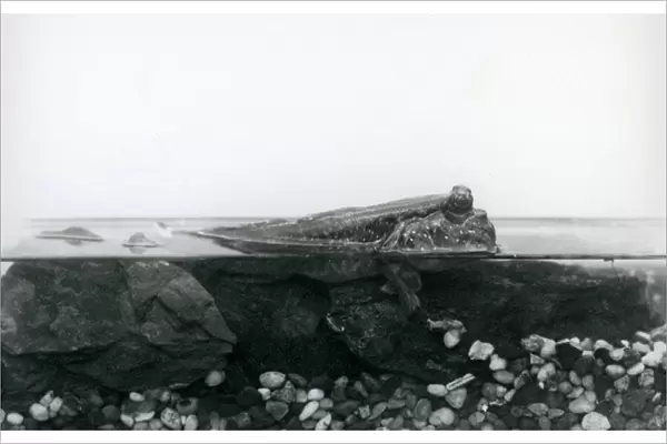 A Mudskipper, resting on submerged rocks, with the top half of its body above water