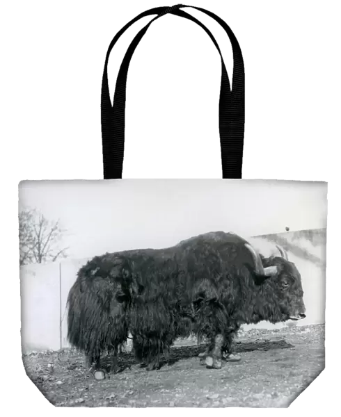 A male yak standing in his paddock at London Zoo in 1928 (b  /  w photo)