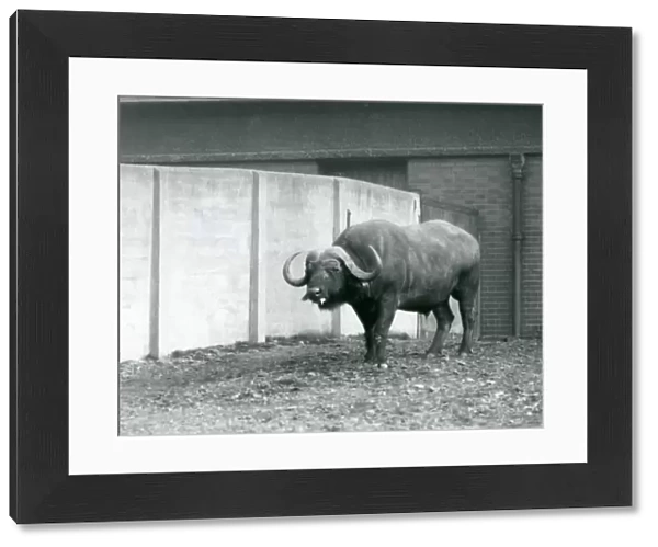 A Cape  /  African Buffalo bull standing on bare earth, next to the concrete wall of its