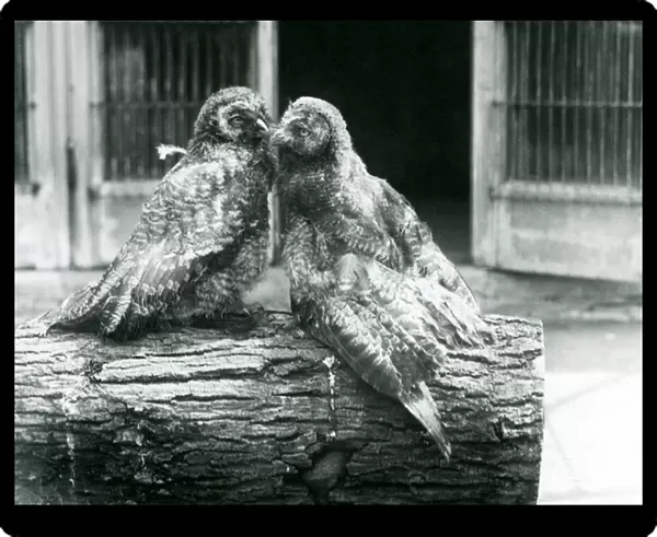 Two young Great Grey Owls, also known as the Lapland or Lapp Owl