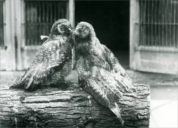 Two young Great Grey Owls, also known as the Lapland or Lapp Owl