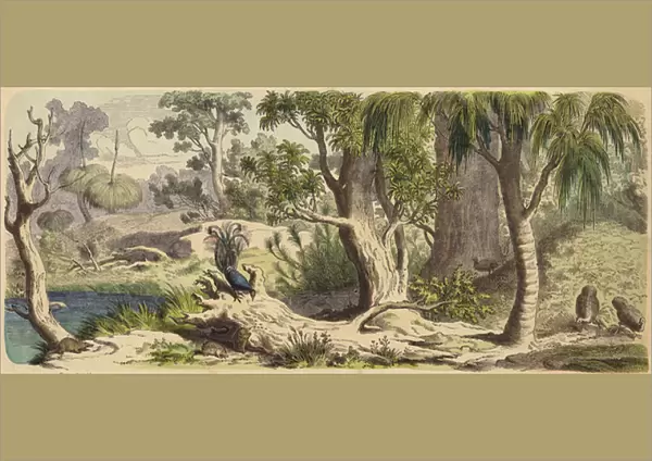 Forest in New Holland (Australia) (coloured engraving)