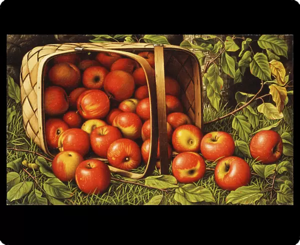 Basket of Apples, (oil on canvas)