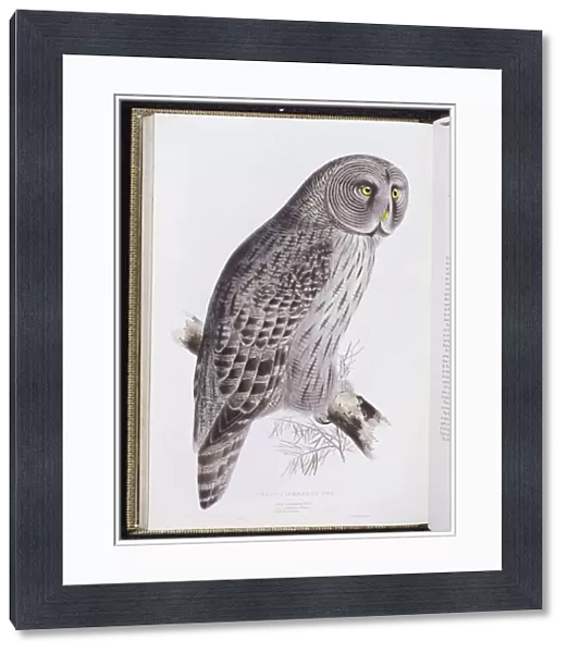 Great Cinereous Owl, from The Birds of Great Britain, published London