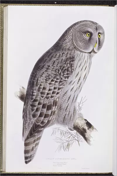 Great Cinereous Owl, from The Birds of Great Britain, published London
