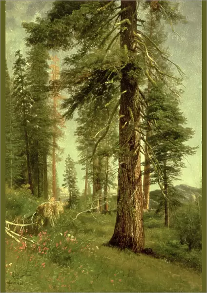 California Redwoods (oil on paper)