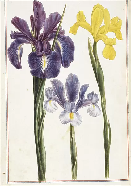 Irises, 18th century (watercolour and bodycolour)