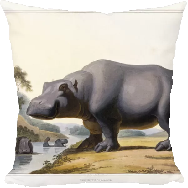 The Hippopotamus, 1804 (hand-coloured aquatint)