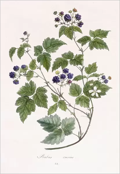 Rubus caesius (dewberry), 1811-1818 (hand-coloured lithograph)