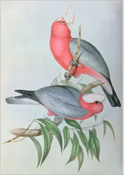 Birds of Asia (coloured litho)