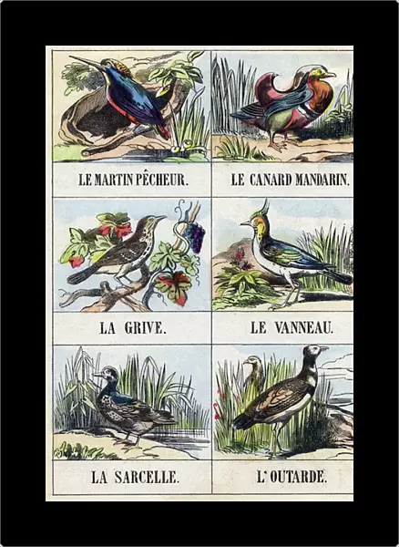 Martin ;Mandarin duck;Thrush;Lapb;Teal;Bustard. Engraving in '
