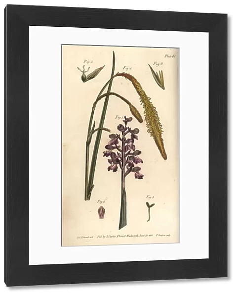 Purple orchid, Orchis mascula, Gynandria, 1-3, and sedge grass, Carex hirta, Monoecia, 4-6. Handcoloured copperplate engraving by F. Sansom of a botanical illustration by Sydenham Edwards for William Curtis Lectures on Botany