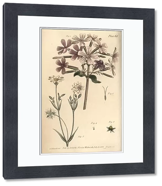 Soapwort, Saponaria officinalis, Digynia, 1-2, and greater stitchwort. Handcoloured copperplate engraving by F. Sansom of a botanical illustration by Sydenham Edwards for William Curtis Lectures on Botany