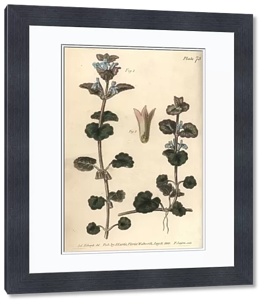 Ground ivy, Glechoma hederacea, Gymnospermia. Handcoloured copperplate engraving by F. Sansom of a botanical illustration by Sydenham Edwards for William Curtis Lectures on Botany, as delivered in the Botanic Garden at Lambeth, 1805