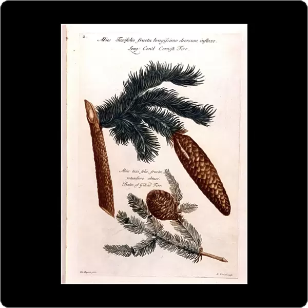 Botanical board: a pine cone and a branch. 18th century