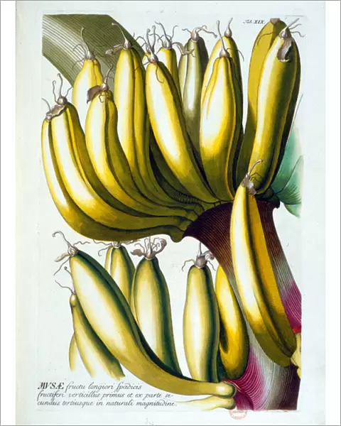 Botanical board: a diet of bananas. n. d. 19th century
