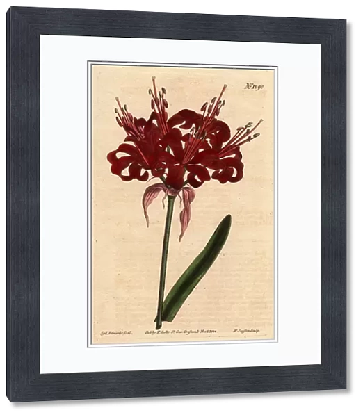 Amaryllis poppy color, with dark crimson flowers, flowering from a single foot. Originally from Cape of Good Esperance (South Africa). Poppy colored amaryllis, with deep crimson flowers blossoming from a single stem. A native of Cape of Good Hope