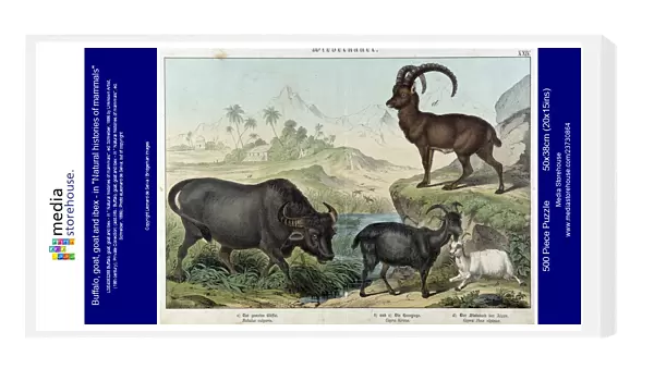 Buffalo, goat, goat and ibex - in 'Natural histories of mammals'