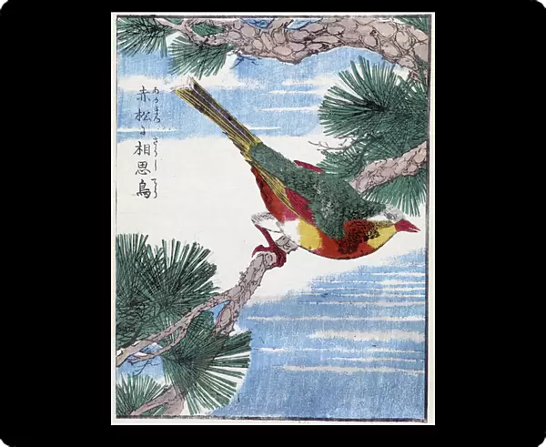 Bird on a tree. Japanese drawing by Kitao Kosuisai, 1827