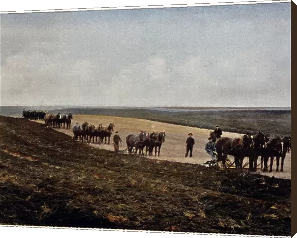 Ploughing in the Manitoba Plains (Canada), late 19th century