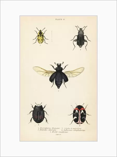 Burying beetle, Nicrophorus humator 1, carrion beetles, Necrodes littoralis 2, Dendroxena quadrimaculata 3, carpet beetle, Anthrenus scrophulariae 4, and Hister quadrimaculatus var
