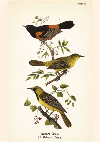 Orchard oriole, Icterus spurius, males 1, 2, and female 3