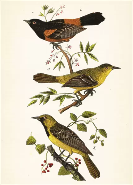 Orchard oriole, Icterus spurius, males 1, 2, and female 3